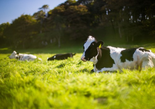 Fibrenamics e INOVA apresentam projeto inovador para desenvolvimento de fibras a partir do leite não alimentar produzido nos Açores