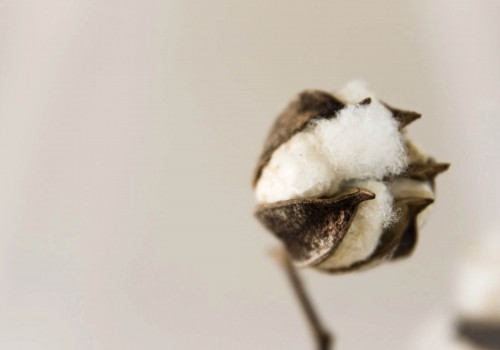 Groundbreaking Textile Innovation Fights Environmental Issue Caused by Cotton Cultivation