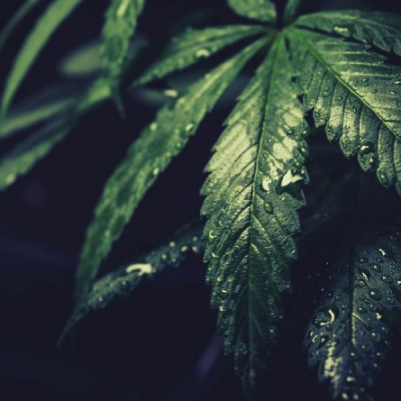 Influence of the addition of nettle and hemp fibers to cotton based yarns on the moisture management properties